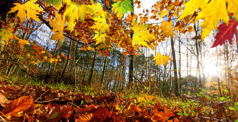 Schönheit des Herbstes: Stimmungsvolle sWaldbild mit fallenden Blättern und untergehender Sonne :)