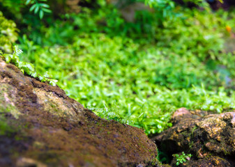 Freshness small fern leaves with moss and algae in the tropical garden