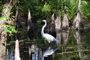Six Mile Cypress Slough, Fort Myers, Florida