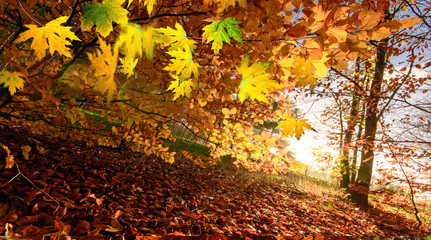 Schönheit des Herbstes: Stimmungsvolle sWaldbild mit fallenden Blättern und untergehender Sonne :)