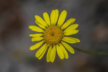 Flower in macro