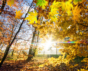 Schönheit des Herbstes: Stimmungsvolle sWaldbild mit fallenden Blättern und untergehender Sonne :)
