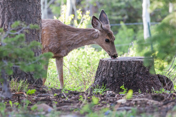 Wild Deer