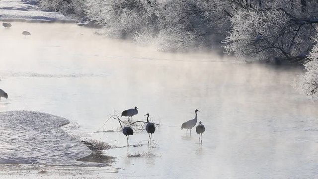 鶴居村のタンチョウ