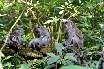 Macaque monkey family with babies in the Ubud Monkey Forest, Bali, Indonesia