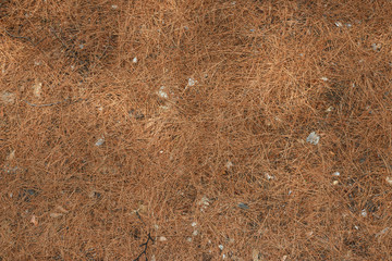Fallen fir needles of pine as natural background.