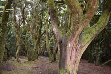 Beautiful laurel forest in the north of Tenerife in the Anaga Mountains