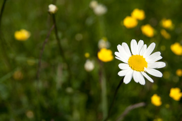 daisy in green grass