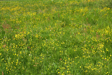 Yellow Flowers field