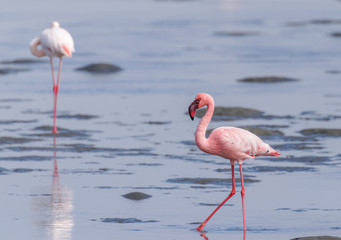 Lesser Flamingo (Phoenicopterus minor), Walvis Bay, Namibia.