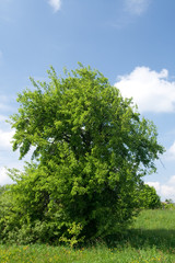 green tree and blue sky