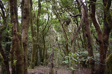 Beautiful laurel forest in the north of Tenerife in the Anaga Mountains