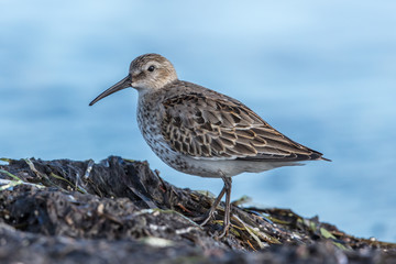 alpenstrandläufer