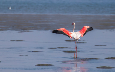 Greater Flamingo ( Phoenicopterus ruber roseus) spreading wings, Walvis bay, Namibia.