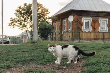Stray ginger cat walking down the road on the background of a village house.