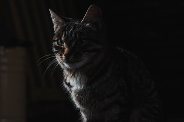kitten with mottled coloring on black background