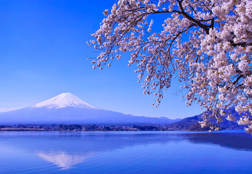 春の河口湖、満開の桜と富士山