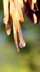 Helicopter seeds of the european or common ash (Fraxinus excelsior) with droplets of dew