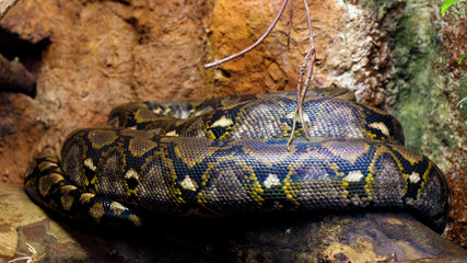 Serpiente enroscada sobre una roca
