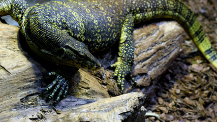 Lagarto sobre tronco seco