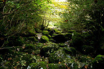 Bosque rocoso recubierto de musgo verde