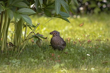 portrait of cute female mother blackbird carrying maggot in her beak to her babies
