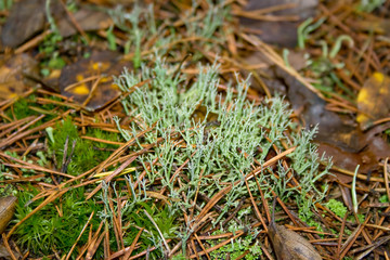Green lichen