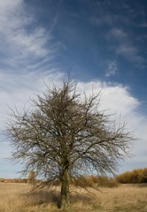bare tree and blue sky