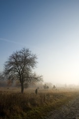 Fototapeta na wymiar tree in fog