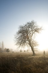 Fototapeta premium tree in fog