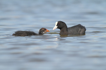 Eurasian coot (Fulica atra) feeding his young