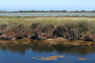 Hyeres Salt Marsh Nature Area