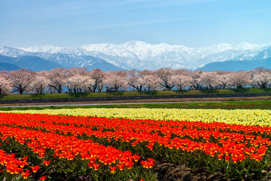 朝日岳と舟川べりの桜並木とチューリップ畑