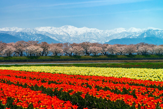 朝日岳と舟川べりの桜並木とチューリップ畑