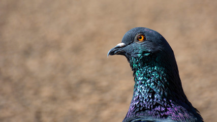 Rock  Pigeon