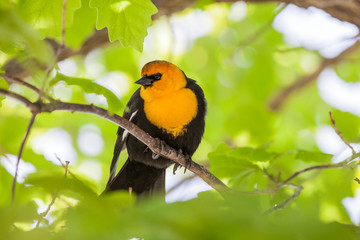 Yellow Headed Black Bird
