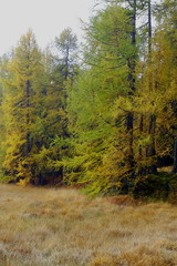 Goldener Oktober im Engadin