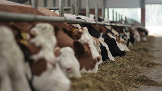 Dairy cows in the stable