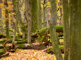 Jesienny pejzaż w rezerwacie prastarej puszczy