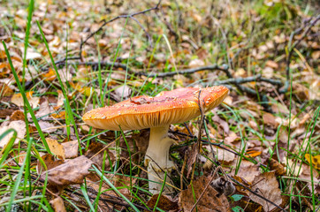 mushroom fly agaric in the autumn meadow (poisonous)