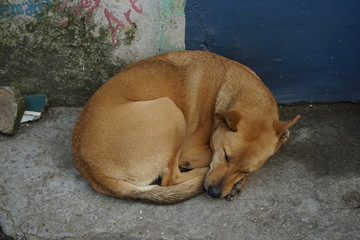 Stray Dog