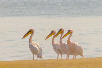 Fototapeta na wymiar Great white pelicans (Pelecanus onocrotalus) standing near the water, Walvis bay, Namibia.