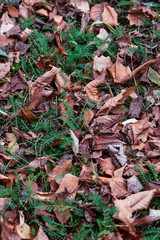 leaves 