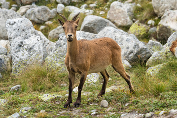 Wild mountain goat on stone