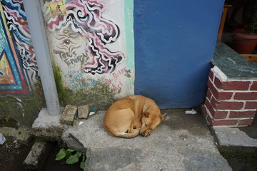 Stray Dog