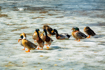 Naklejka premium Wild Ducks enjoying winter sunshine on the icy lake at Imperial Grand View Garden. Beijing, China.