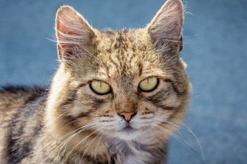 Beautiful striped cat on a blue background, portrait of an animal_