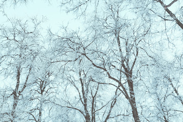 Snow-covered treetops against the gray winter sky.