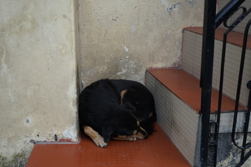Stray Dog