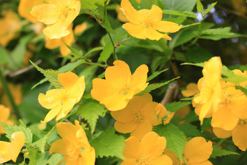 ヤマブキの花